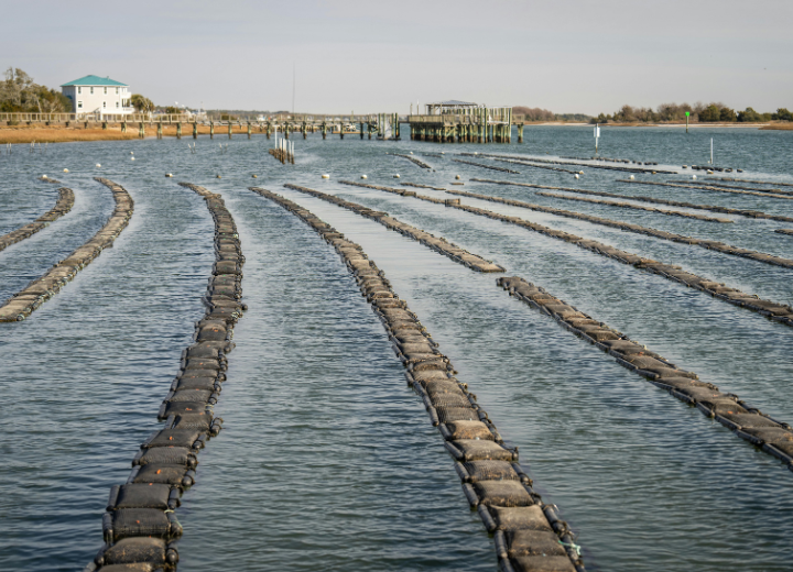African fisheries and fish business