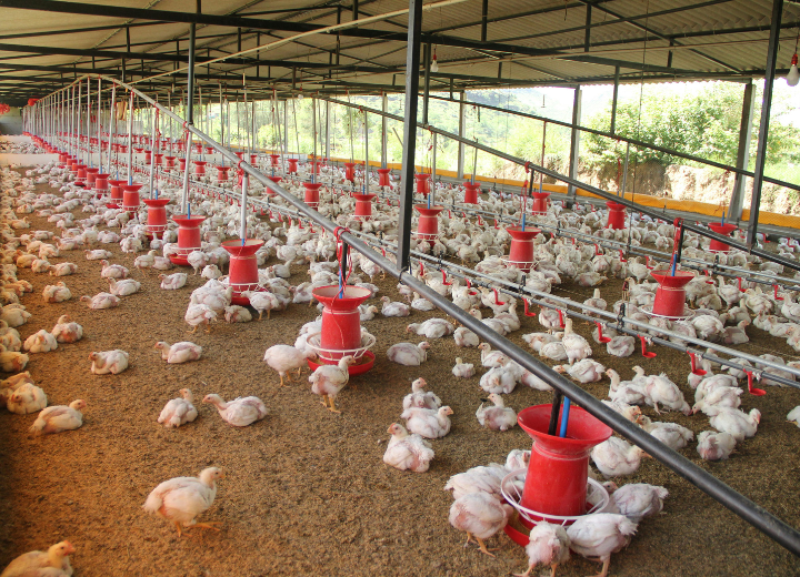 African poultry farming and agriculture