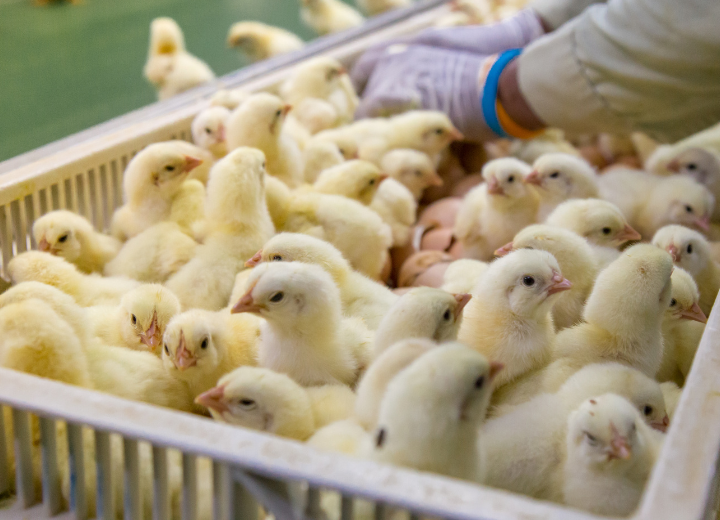 PAMAJA Poultry Farming