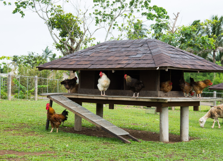 Poultry Farming